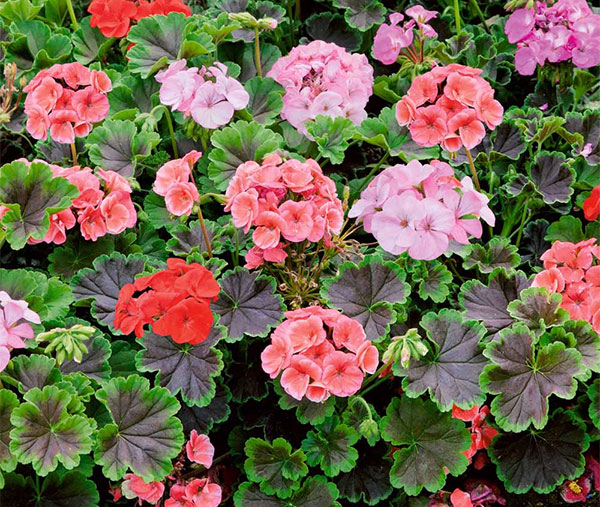 Герань (пеларгония) Герань (пеларгония)